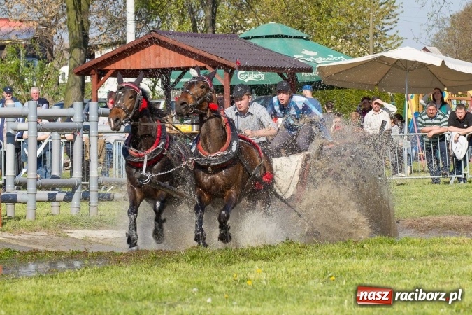 Zdjęcie w galerii na portalu naszraciborz.pl: Siodła, wozy i bryczki, czyli ostra rywalizacja na kornickiej maj&oacute;wce wiadomości z regionu