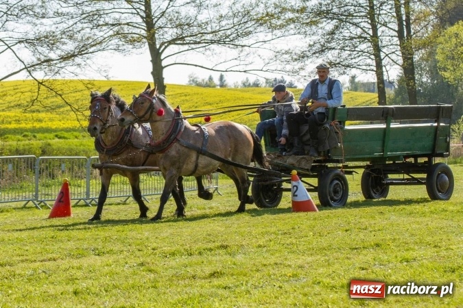 Zdjęcie w galerii na portalu naszraciborz.pl: Siodła, wozy i bryczki, czyli ostra rywalizacja na kornickiej maj&oacute;wce wiadomości z regionu