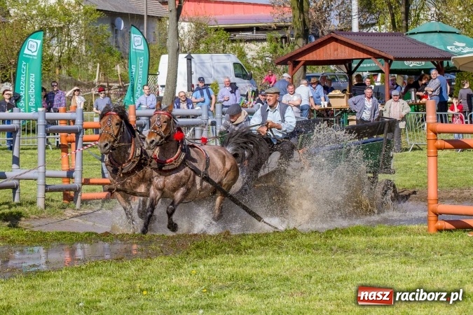 Zdjęcie w galerii na portalu naszraciborz.pl: Siodła, wozy i bryczki, czyli ostra rywalizacja na kornickiej maj&oacute;wce wiadomości z regionu