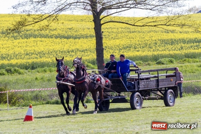 Zdjęcie w galerii na portalu naszraciborz.pl: Siodła, wozy i bryczki, czyli ostra rywalizacja na kornickiej maj&oacute;wce wiadomości z regionu
