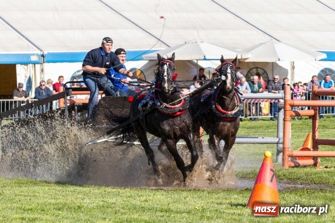 Zdjęcie w galerii na portalu naszraciborz.pl: Siodła, wozy i bryczki, czyli ostra rywalizacja na kornickiej maj&oacute;wce wiadomości z regionu
