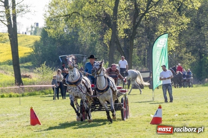 Zdjęcie w galerii na portalu naszraciborz.pl: Siodła, wozy i bryczki, czyli ostra rywalizacja na kornickiej maj&oacute;wce wiadomości z regionu