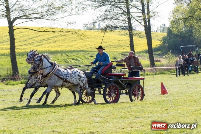 Zdjęcie w galerii na portalu naszraciborz.pl: Siodła, wozy i bryczki, czyli ostra rywalizacja na kornickiej maj&oacute;wce wiadomości z regionu