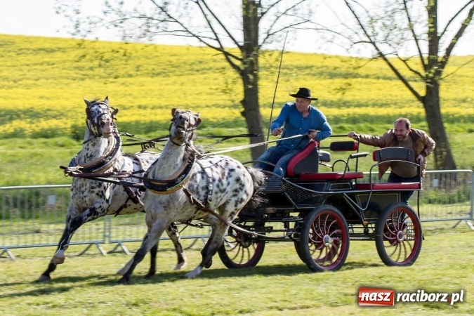Zdjęcie w galerii na portalu naszraciborz.pl: Siodła, wozy i bryczki, czyli ostra rywalizacja na kornickiej maj&oacute;wce wiadomości z regionu