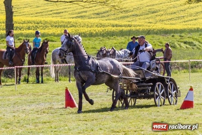 Zdjęcie w galerii na portalu naszraciborz.pl: Siodła, wozy i bryczki, czyli ostra rywalizacja na kornickiej maj&oacute;wce wiadomości z regionu