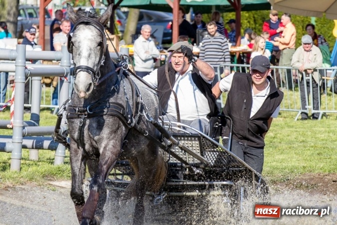 Zdjęcie w galerii na portalu naszraciborz.pl: Siodła, wozy i bryczki, czyli ostra rywalizacja na kornickiej maj&oacute;wce wiadomości z regionu