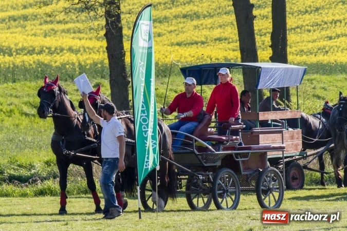 Zdjęcie w galerii na portalu naszraciborz.pl: Siodła, wozy i bryczki, czyli ostra rywalizacja na kornickiej maj&oacute;wce wiadomości z regionu