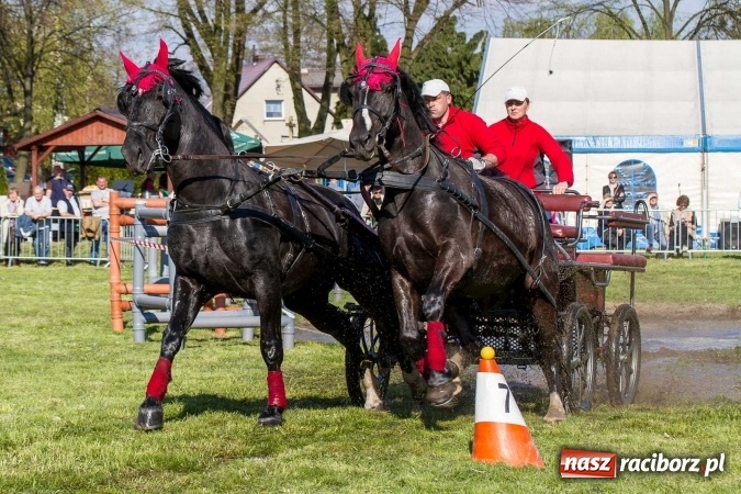 Zdjęcie w galerii na portalu naszraciborz.pl: Siodła, wozy i bryczki, czyli ostra rywalizacja na kornickiej maj&oacute;wce wiadomości z regionu