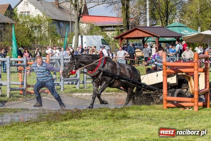 Zdjęcie w galerii na portalu naszraciborz.pl: Siodła, wozy i bryczki, czyli ostra rywalizacja na kornickiej maj&oacute;wce wiadomości z regionu