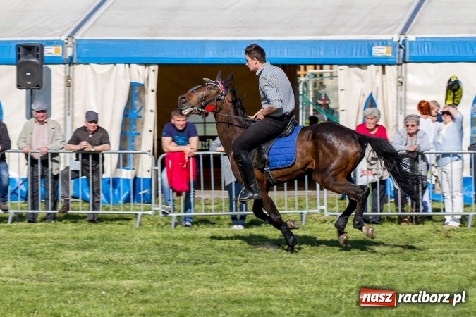 Zdjęcie w galerii na portalu naszraciborz.pl: Siodła, wozy i bryczki, czyli ostra rywalizacja na kornickiej maj&oacute;wce wiadomości z regionu