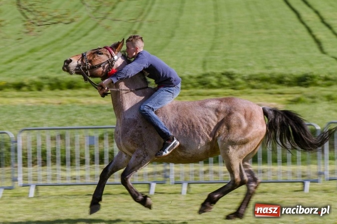 Zdjęcie w galerii na portalu naszraciborz.pl: Siodła, wozy i bryczki, czyli ostra rywalizacja na kornickiej maj&oacute;wce wiadomości z regionu