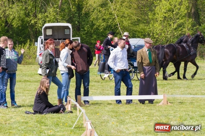 Zdjęcie w galerii na portalu naszraciborz.pl: Drugi dzień maj&oacute;wki konnej, czyli zawody w powożeniu na boisku w Kornicach wiadomości z regionu