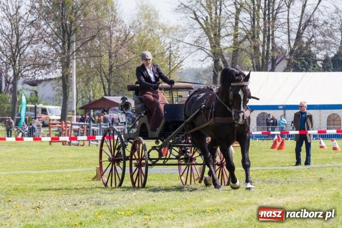 Zdjęcie w galerii na portalu naszraciborz.pl: Drugi dzień maj&oacute;wki konnej, czyli zawody w powożeniu na boisku w Kornicach wiadomości z regionu