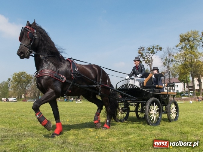 Zdjęcie w galerii na portalu naszraciborz.pl: Drugi dzień maj&oacute;wki konnej, czyli zawody w powożeniu na boisku w Kornicach wiadomości z regionu