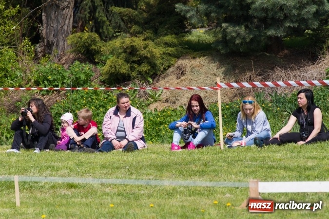 Zdjęcie w galerii na portalu naszraciborz.pl: Drugi dzień maj&oacute;wki konnej, czyli zawody w powożeniu na boisku w Kornicach wiadomości z regionu