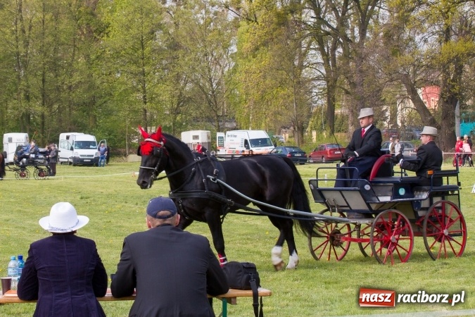 Zdjęcie w galerii na portalu naszraciborz.pl: Drugi dzień maj&oacute;wki konnej, czyli zawody w powożeniu na boisku w Kornicach wiadomości z regionu