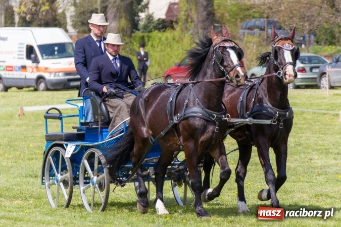 Zdjęcie w galerii na portalu naszraciborz.pl: Drugi dzień maj&oacute;wki konnej, czyli zawody w powożeniu na boisku w Kornicach wiadomości z regionu