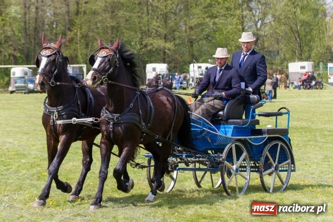 Zdjęcie w galerii na portalu naszraciborz.pl: Drugi dzień maj&oacute;wki konnej, czyli zawody w powożeniu na boisku w Kornicach wiadomości z regionu