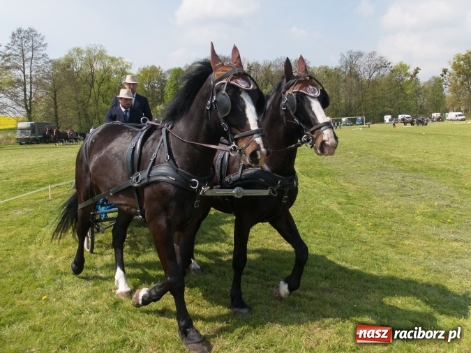 Zdjęcie w galerii na portalu naszraciborz.pl: Drugi dzień maj&oacute;wki konnej, czyli zawody w powożeniu na boisku w Kornicach wiadomości z regionu