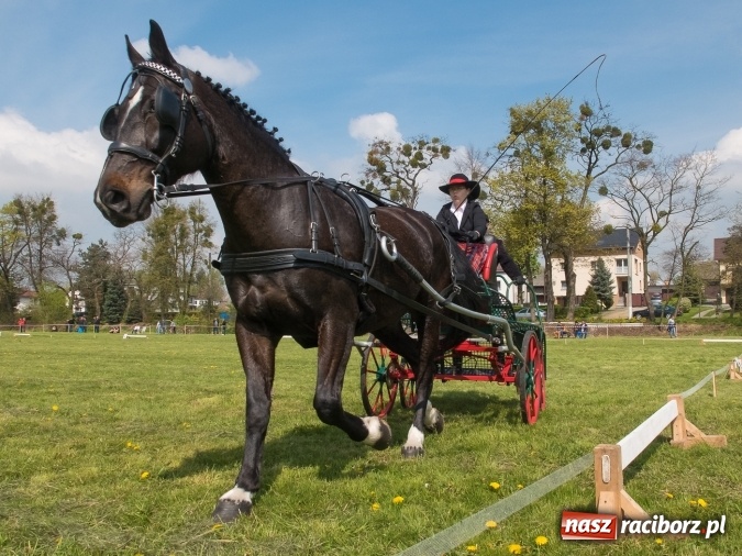 Zdjęcie w galerii na portalu naszraciborz.pl: Drugi dzień maj&oacute;wki konnej, czyli zawody w powożeniu na boisku w Kornicach wiadomości z regionu