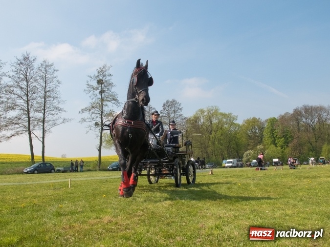 Zdjęcie w galerii na portalu naszraciborz.pl: Drugi dzień maj&oacute;wki konnej, czyli zawody w powożeniu na boisku w Kornicach wiadomości z regionu