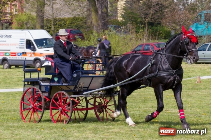 Zdjęcie w galerii na portalu naszraciborz.pl: Drugi dzień maj&oacute;wki konnej, czyli zawody w powożeniu na boisku w Kornicach wiadomości z regionu