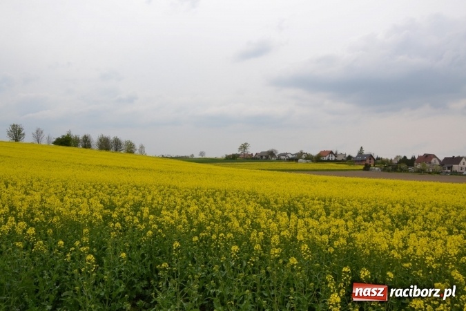 Zdjęcie w galerii na portalu naszraciborz.pl: Sezon rowerowy i marszów nordic walking w gminie Krzyżanowice oficjalnie rozpoczęty wiadomości z regionu