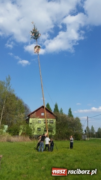 Zdjęcie w galerii na portalu naszraciborz.pl: Stawianie Moja w Rudzie Kozielskiej wiadomości z regionu