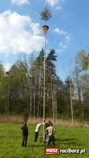 Zdjęcie w galerii na portalu naszraciborz.pl: Stawianie Moja w Rudzie Kozielskiej wiadomości z regionu