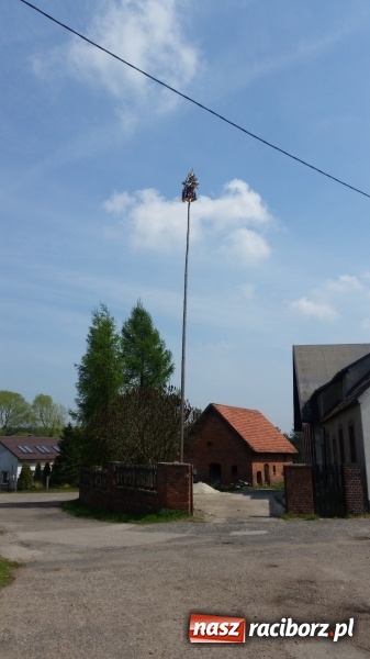 Zdjęcie w galerii na portalu naszraciborz.pl: Stawianie Moja w Rudzie Kozielskiej wiadomości z regionu