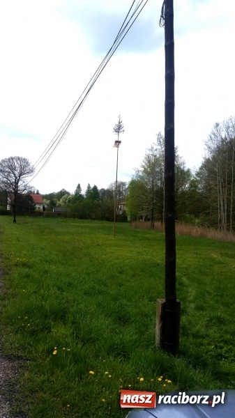 Zdjęcie w galerii na portalu naszraciborz.pl: Stawianie Moja w Rudzie Kozielskiej wiadomości z regionu