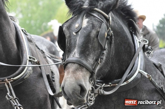Zdjęcie w galerii na portalu naszraciborz.pl: Pradawnym zwyczajem ojców w Pogrzebieniu na św. Floriana odbyła się procesja konna wiadomości z regionu