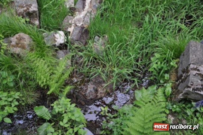 Zdjęcie w galerii na portalu naszraciborz.pl: Wyprawa uczniów z Kuźni Raciborskiej do źródeł Odry  wiadomości z regionu