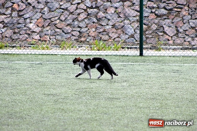 Zdjęcie w galerii na portalu naszraciborz.pl: Na orliku w Krzanowicach walczyli o awans do etapu powiatowego wiadomości z regionu