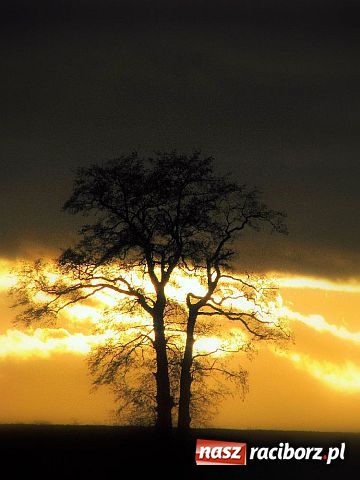 Zdjęcie w galerii na portalu naszraciborz.pl: Afrykańskie AGACKI wiadomości z regionu