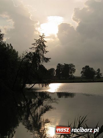 Zdjęcie w galerii na portalu naszraciborz.pl: Afrykańskie AGACKI wiadomości z regionu