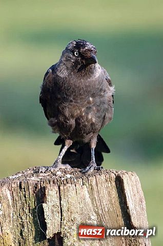 Zdjęcie w galerii na portalu naszraciborz.pl: Afrykańskie AGACKI wiadomości z regionu
