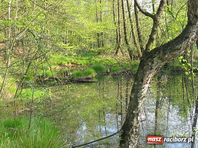 Zdjęcie w galerii na portalu naszraciborz.pl: Afrykańskie AGACKI wiadomości z regionu