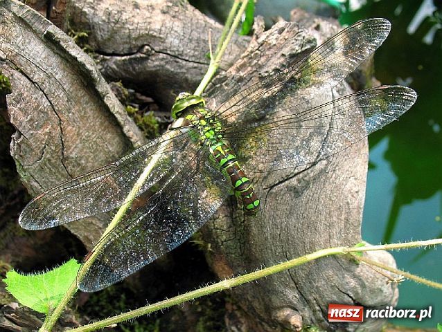 Zdjęcie w galerii na portalu naszraciborz.pl: Afrykańskie AGACKI wiadomości z regionu