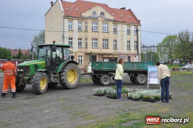 Zdjęcie w galerii na portalu naszraciborz.pl: Najlepsze rośliny rozdano już nad ranem  wiadomości z regionu