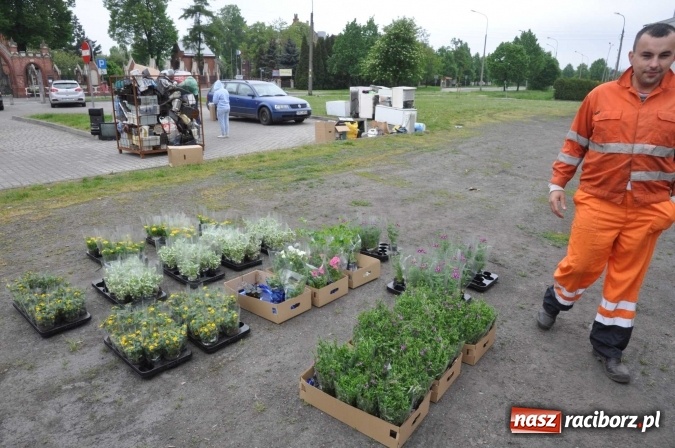 Zdjęcie w galerii na portalu naszraciborz.pl: Najlepsze rośliny rozdano już nad ranem  wiadomości z regionu