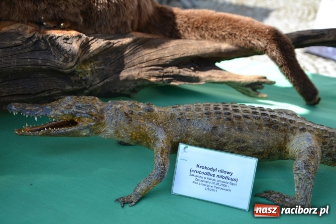 Zdjęcie w galerii na portalu naszraciborz.pl: XXV rocznica powstania Straży Granicznej  wiadomości z regionu