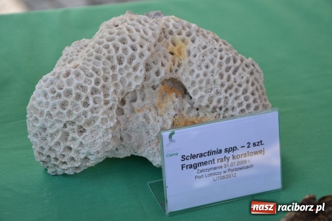 Zdjęcie w galerii na portalu naszraciborz.pl: XXV rocznica powstania Straży Granicznej  wiadomości z regionu