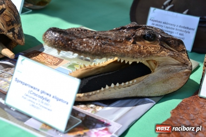 Zdjęcie w galerii na portalu naszraciborz.pl: XXV rocznica powstania Straży Granicznej  wiadomości z regionu