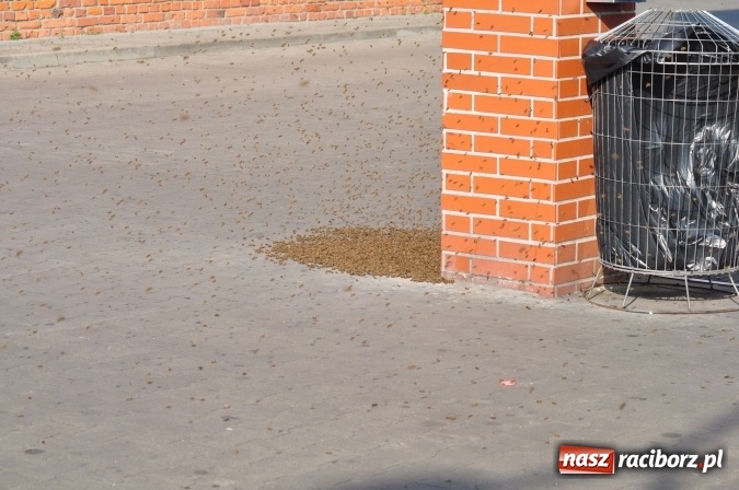 Zdjęcie w galerii na portalu naszraciborz.pl: Rój pszczół pod Lidlem. Interweniowała straż i... pszczelarz wiadomości z regionu