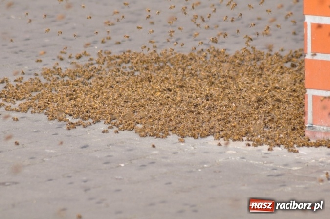 Zdjęcie w galerii na portalu naszraciborz.pl: Rój pszczół pod Lidlem. Interweniowała straż i... pszczelarz wiadomości z regionu