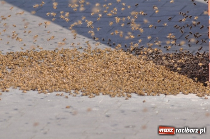 Zdjęcie w galerii na portalu naszraciborz.pl: Rój pszczół pod Lidlem. Interweniowała straż i... pszczelarz wiadomości z regionu