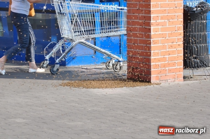 Zdjęcie w galerii na portalu naszraciborz.pl: Rój pszczół pod Lidlem. Interweniowała straż i... pszczelarz wiadomości z regionu