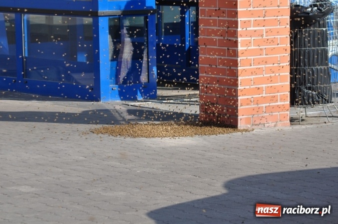 Zdjęcie w galerii na portalu naszraciborz.pl: Rój pszczół pod Lidlem. Interweniowała straż i... pszczelarz wiadomości z regionu