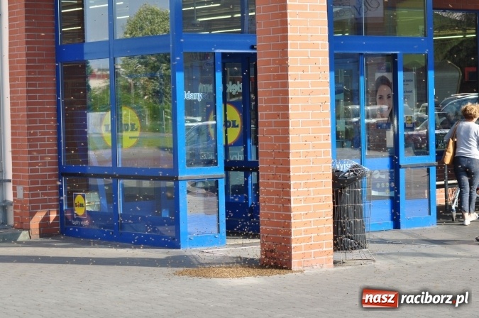 Zdjęcie w galerii na portalu naszraciborz.pl: Rój pszczół pod Lidlem. Interweniowała straż i... pszczelarz wiadomości z regionu